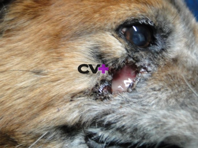 Fistulas afecciones de carniceras