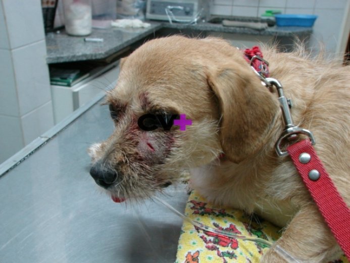 Fistulas afecciones de carniceras